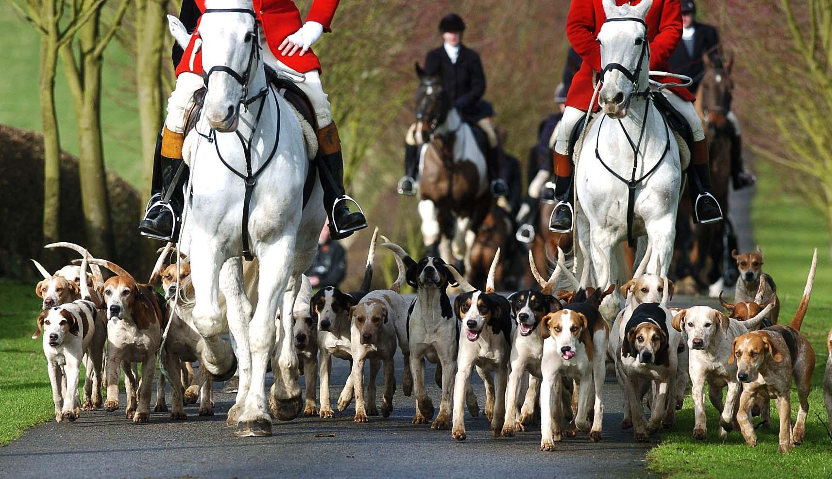 <strong>Police are investigating following claims a fox was illegally killed during a Boxing Day hunt. File image.</strong>