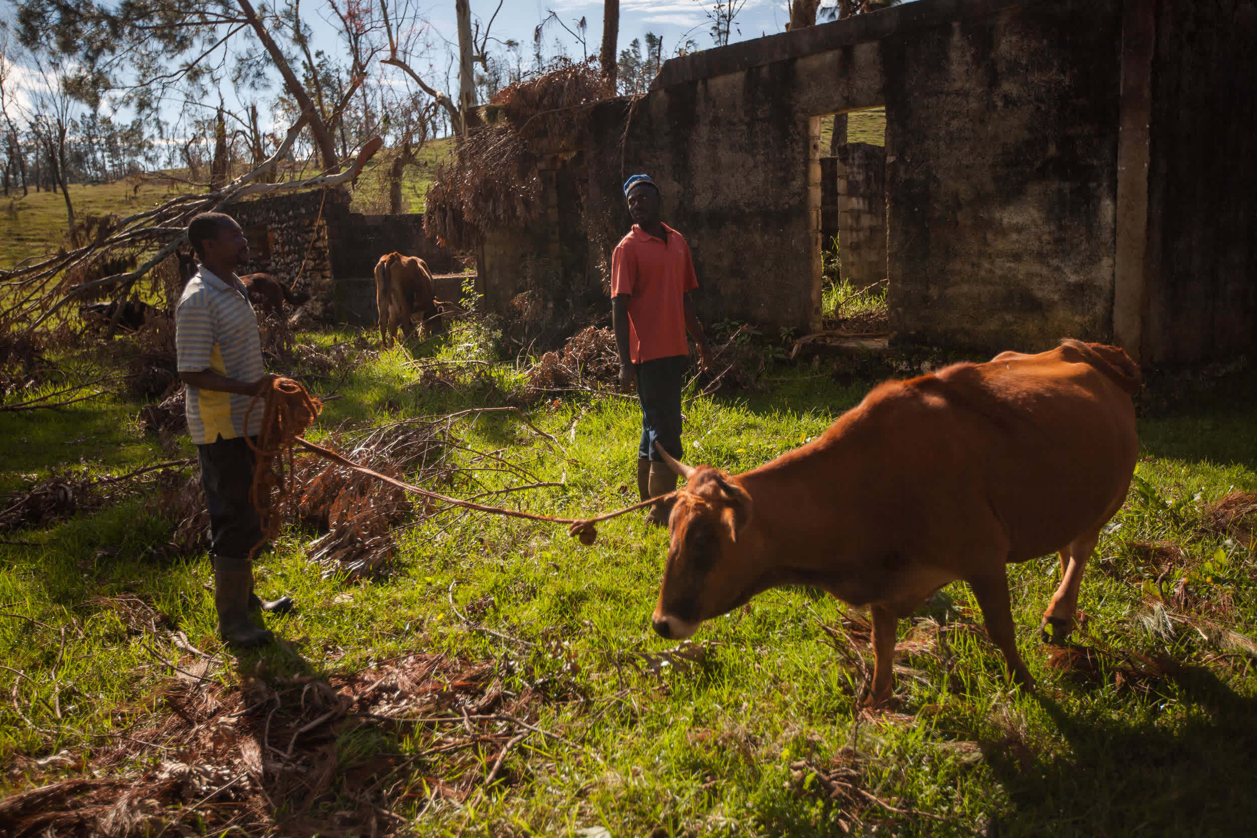 People and animals outside Port au Prince, Haiti in the aftermath of Hurricane Matthew