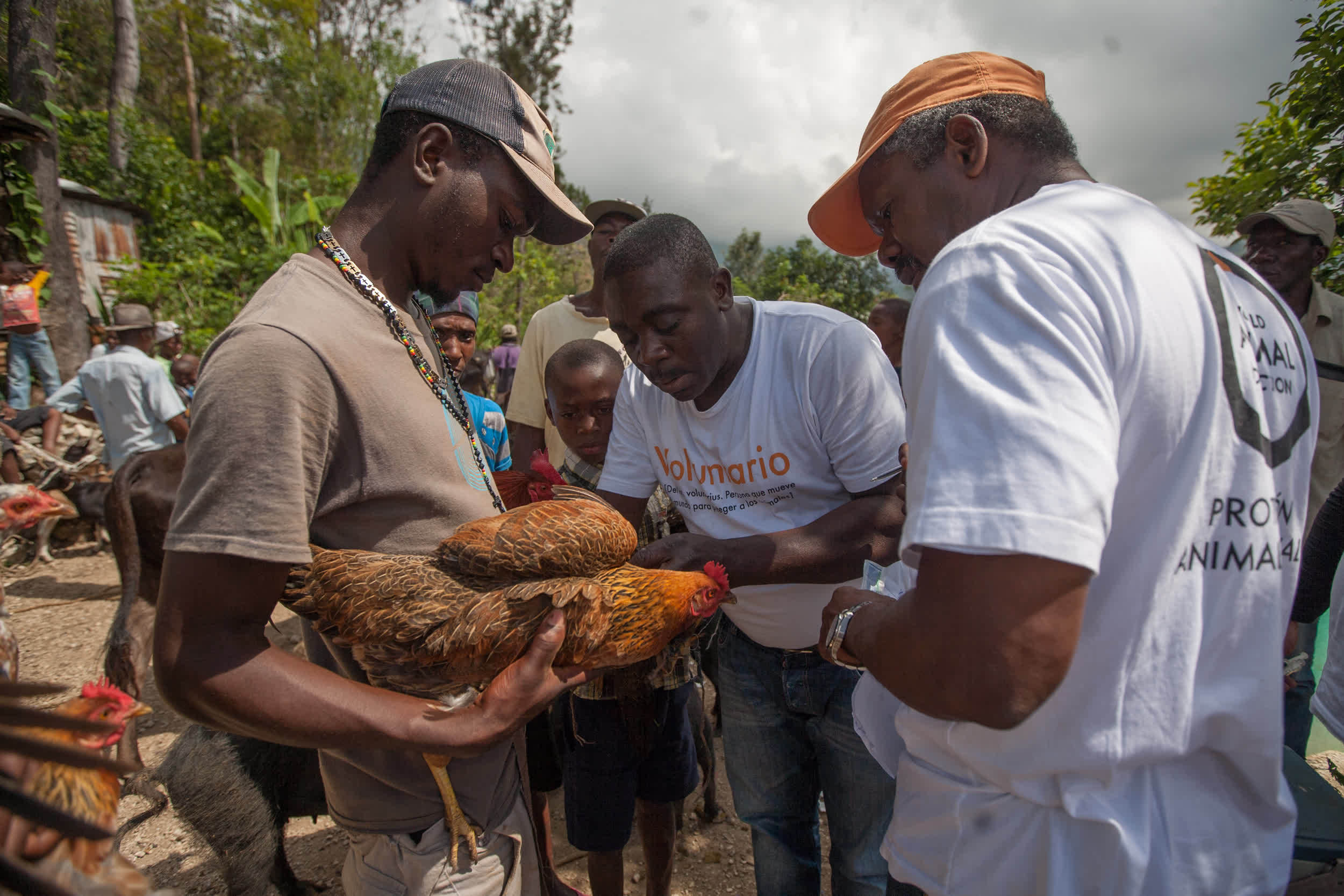 World Animal Protection's disaster response team takes care of animals outside Port au Prince, Haiti