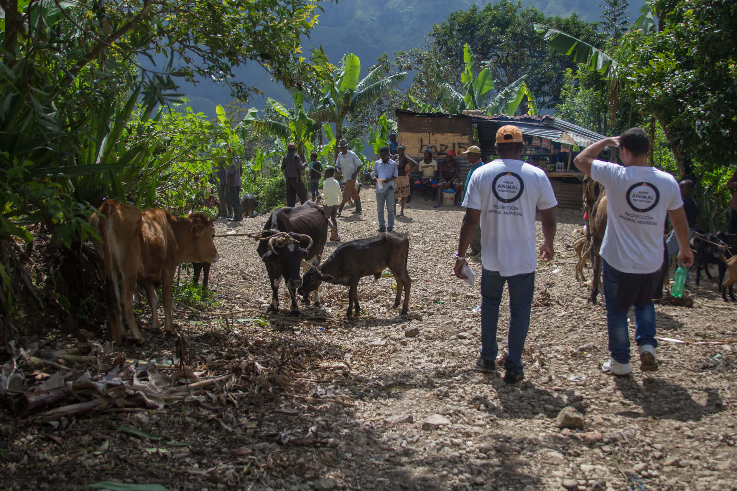 In the aftermath of Hurricane Matthew, World Animal Protection's disaster response team takes care of animals outside Port au Prince, Haiti