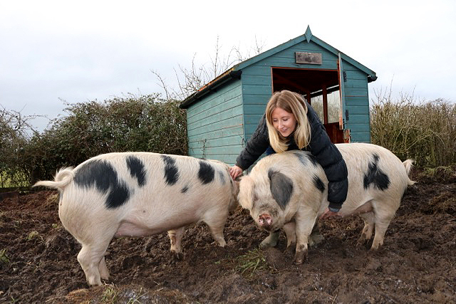 Author with her pigs