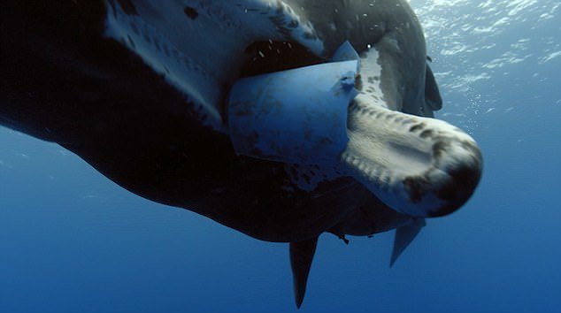 <strong>The bucket was lodged in the whale's mouth</strong>