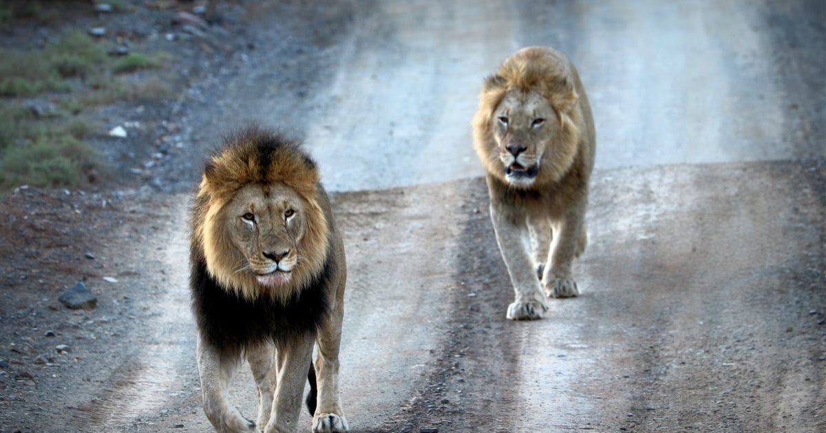 Lions Eat Suspected Poacher In South Africa – Leaving Behind Just His Head