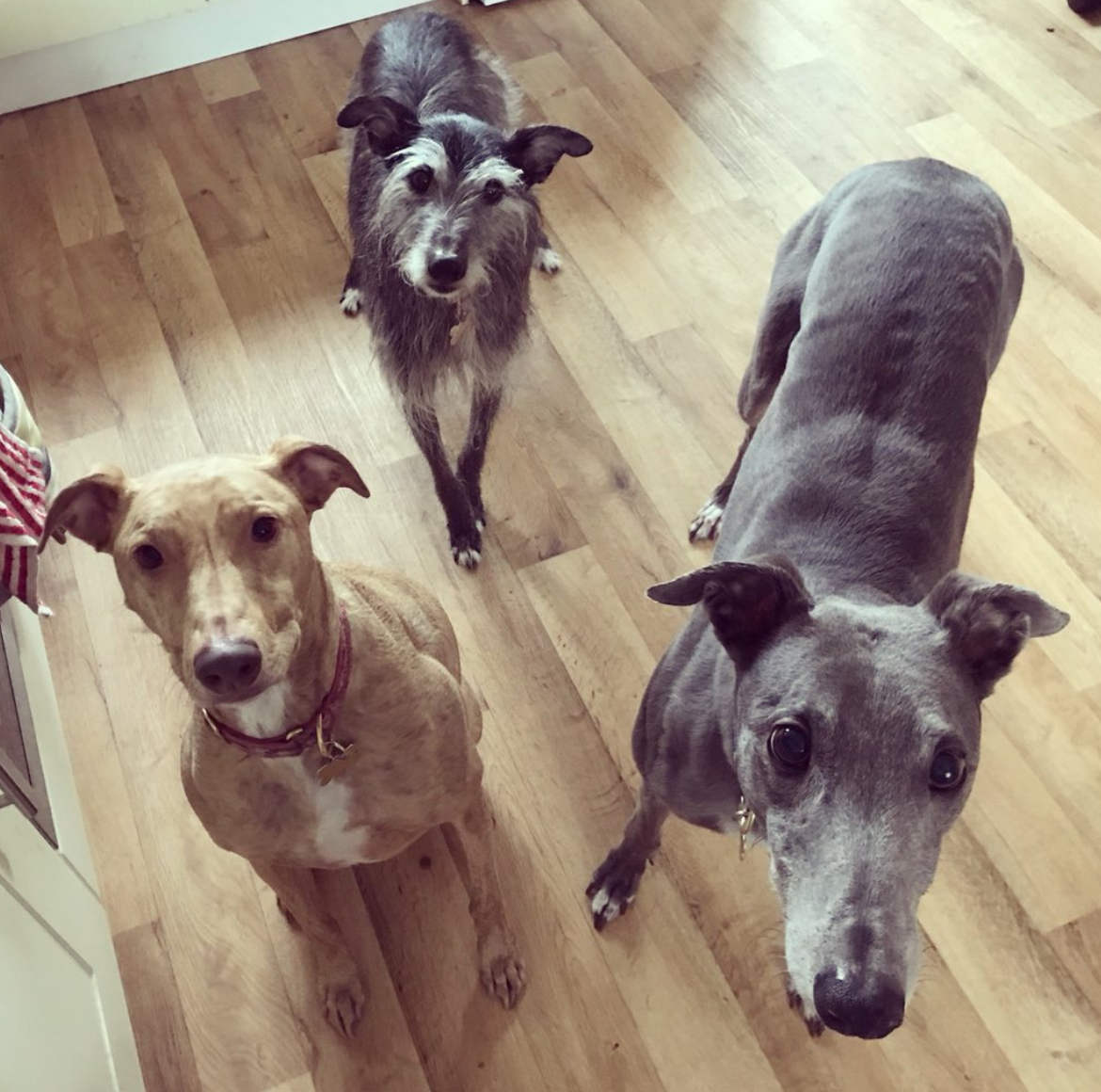 Miriam's beloved pooches left to right: Ramsey, Sally and Blue.