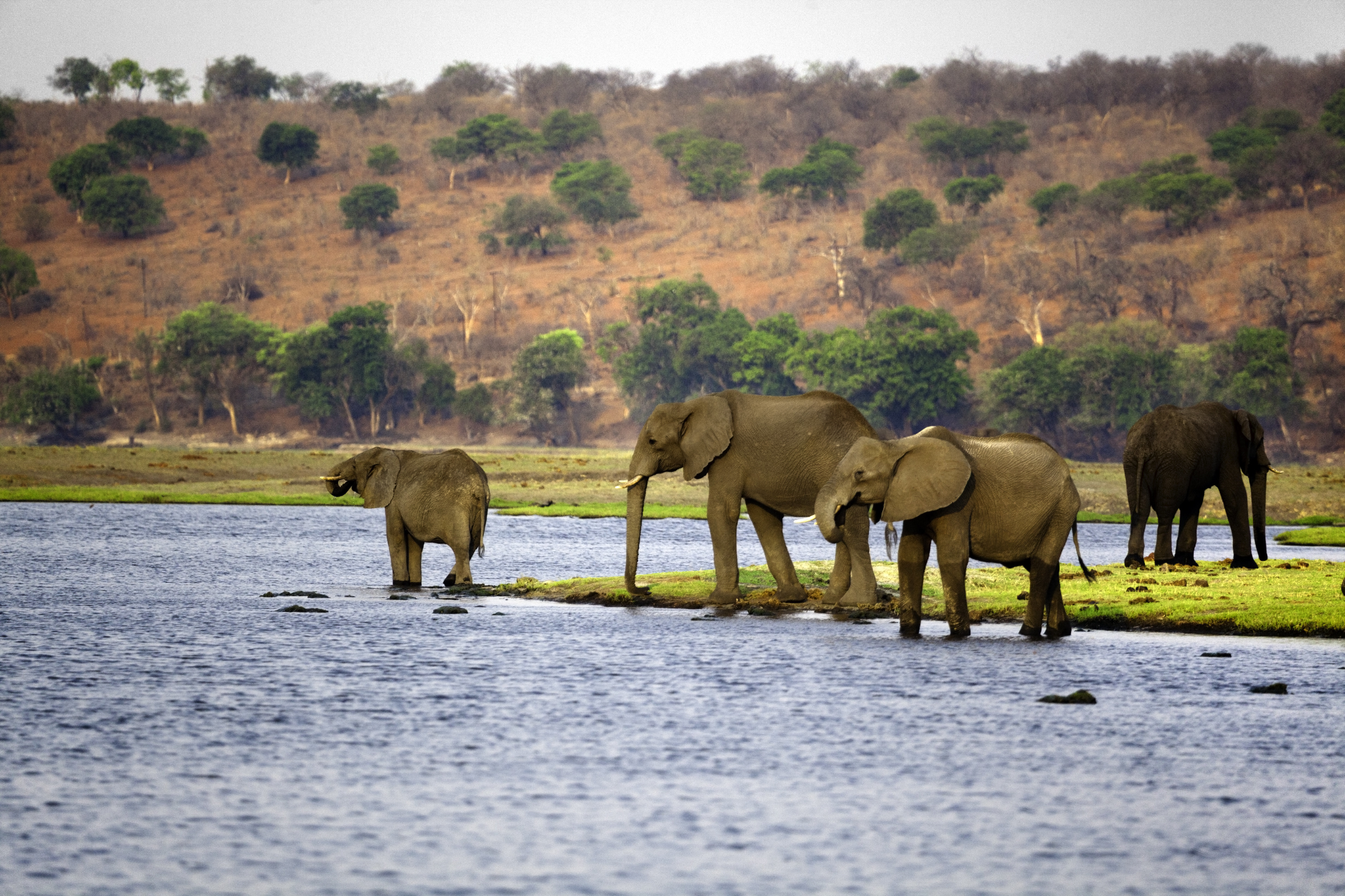 <strong>Experts say it's likely the royal couple will travel to Botswana after their wedding&nbsp;</strong>