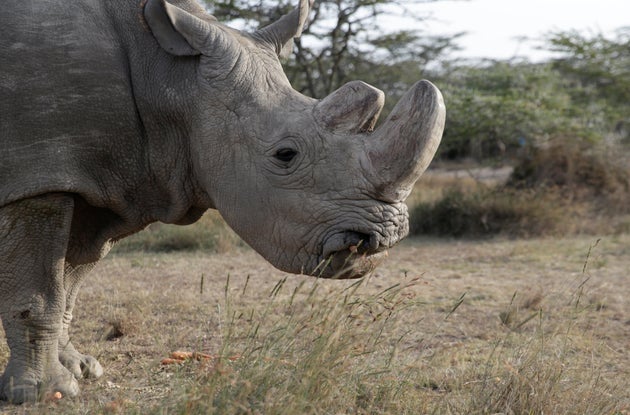 Sudan, the world's last male northern white rhino, has died