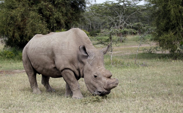 Sudan, pictured here in 2015, was euthanised due to age-related skin problems