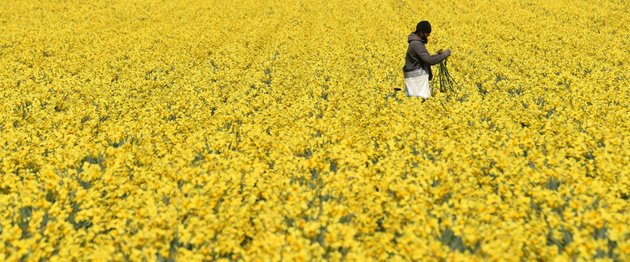 A man gathers daffodils in Holbeach, Lincolnshire