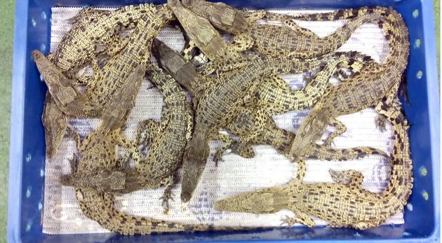 50 live crocodiles were seized at Heathrow Airport