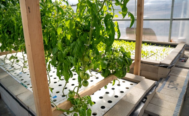 Tomatoes grow via aquaponics at the Ecolife Innovation Center in northern San Diego County.