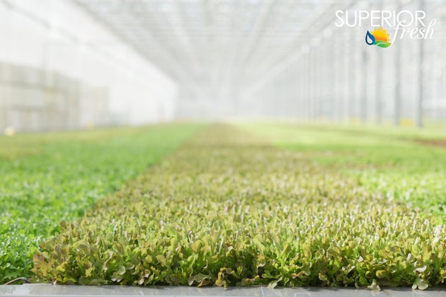 Superior Fresh in Wisconsin contains 123,000 square feet of production space and 850,000 gallons of aquaponics.