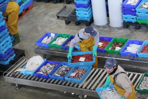 Empleados de la cofradía reparte el pescado subastado en lonja de Santa Pola a sus compradores.