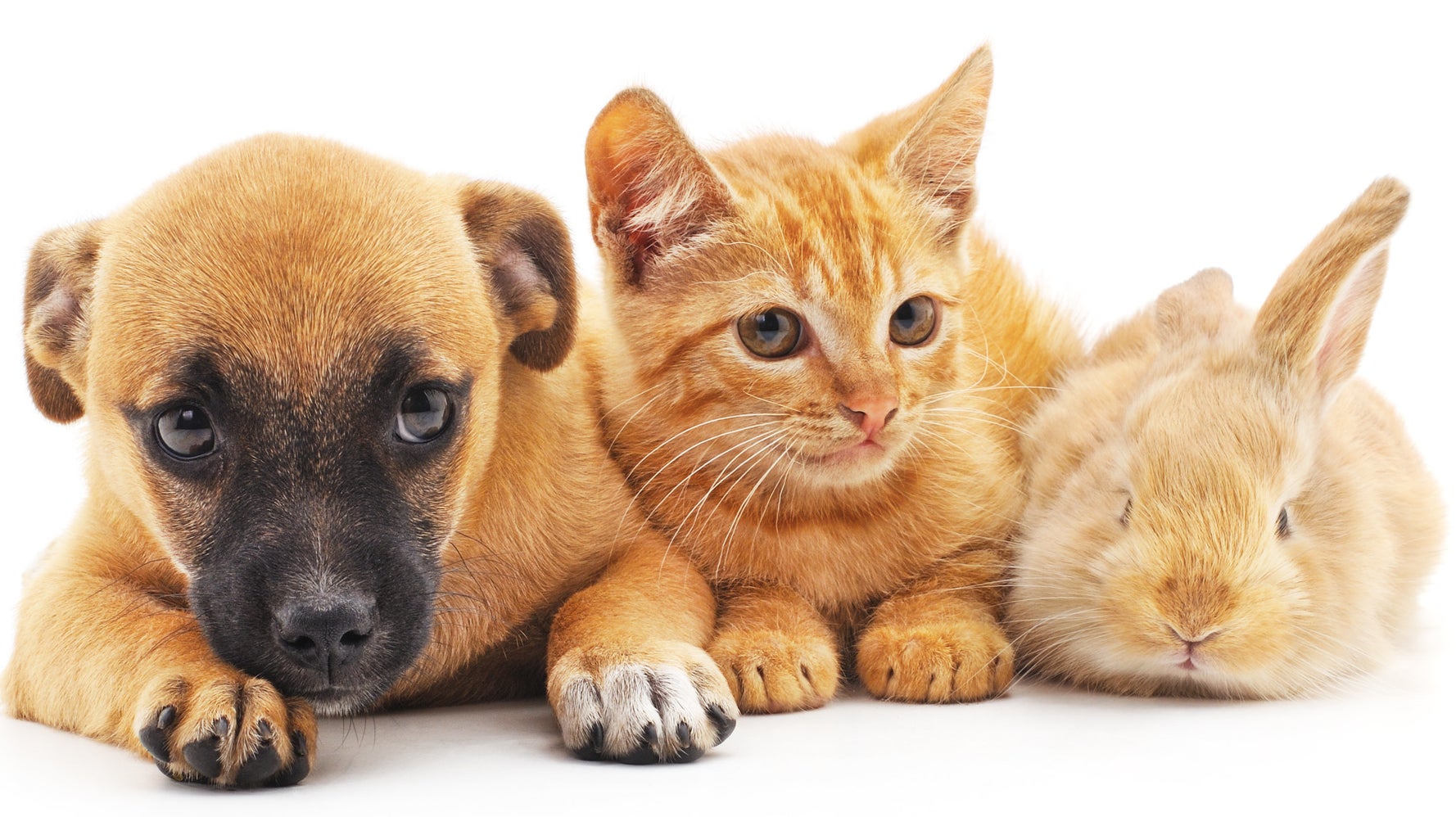 Bill Banning Pet Stores From Selling Dogs, Cats And Rabbits Passes New York Legislature - Animals Bill Banning Pet Stores From Selling Dogs, Cats And Rabbits Passes New York Legislature