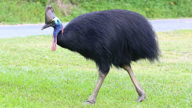 File photo of a cassowary bird.