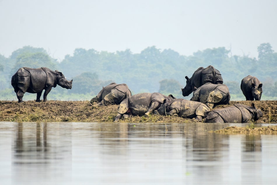 One-horned rhinos rest on a highland in the flood affected area of Kaziranga National Park in Assam's Nagaon district.