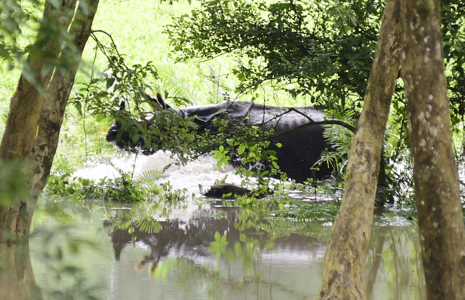 One-horned rhinos wading through flood waters on July 13. 