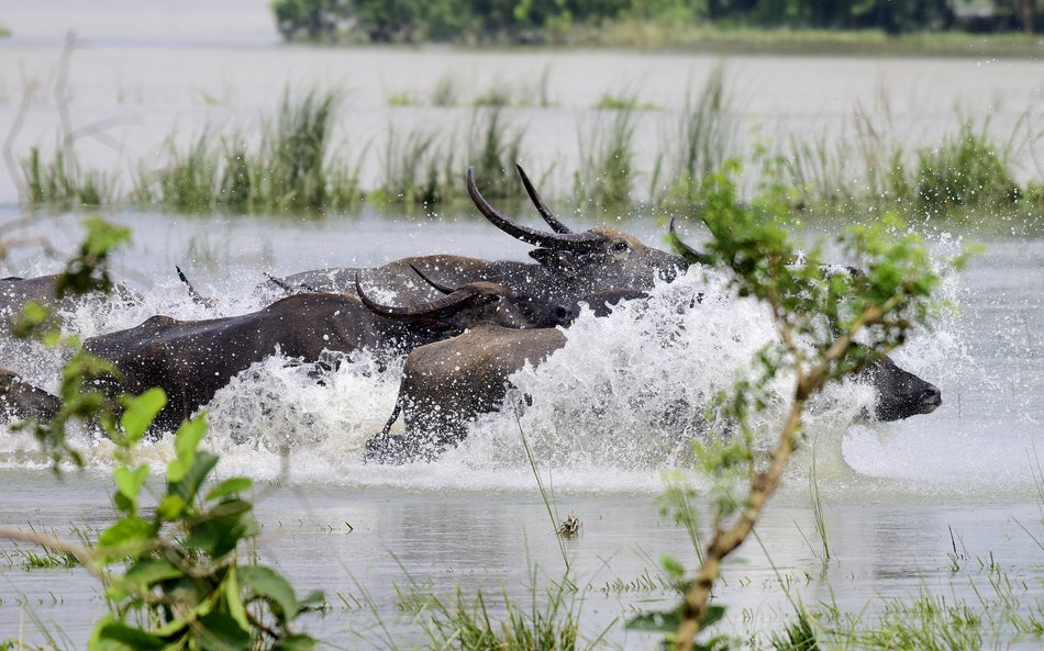 Buffalos through flood waters on July 17.