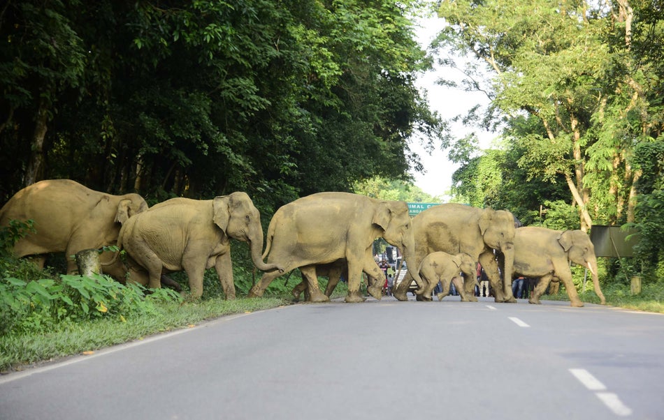 A herd of wild elephants cross Assam's National Highway 37 on July 17 to take shelter on safer ground
