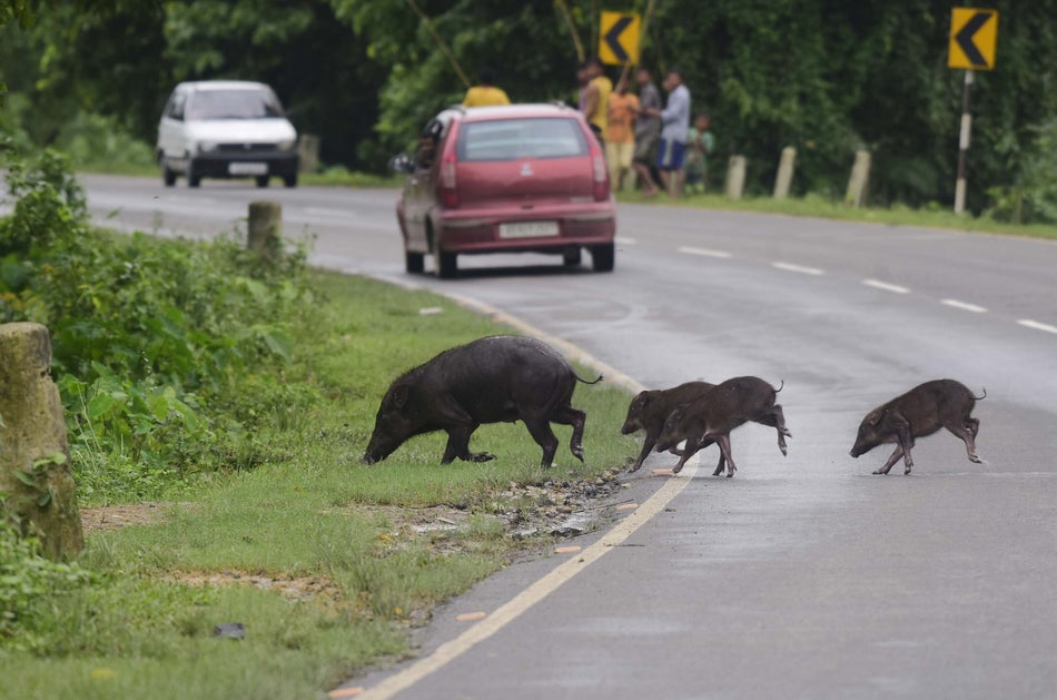 Wild boars cross a road that passes through the Kaziranga National Park 