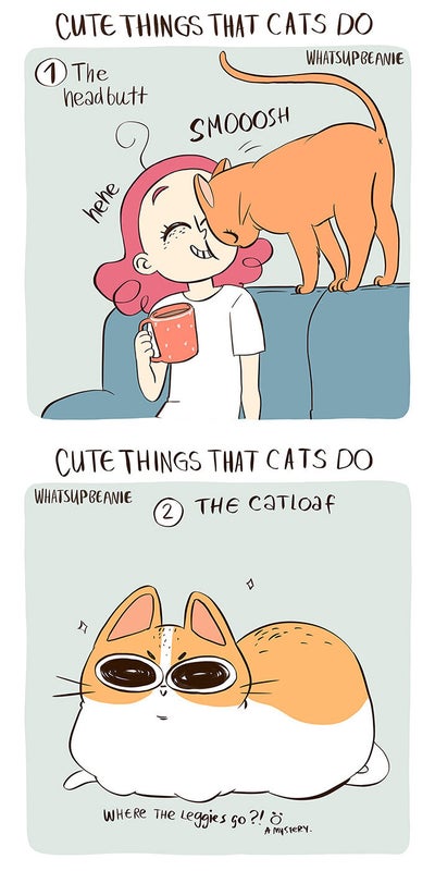 Cute Things That Cats Do