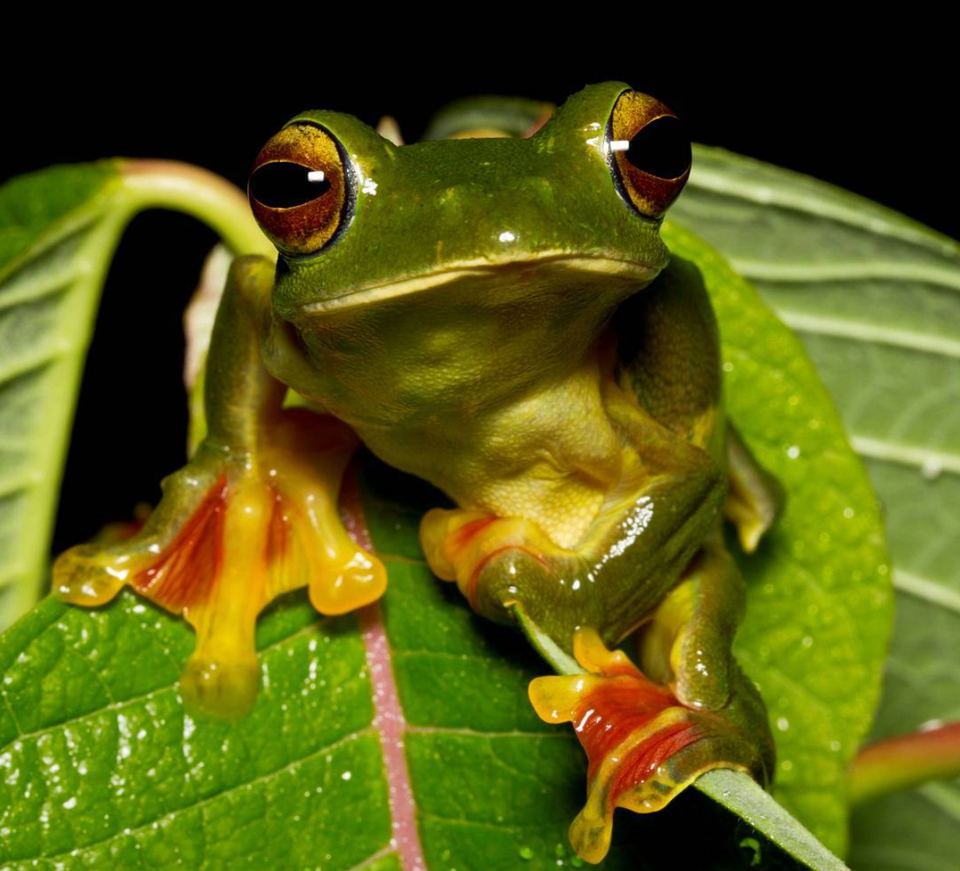 Malabar Gliding Frog