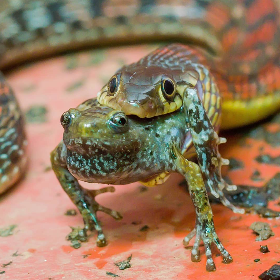 A striped keelback feeds on a Marbled Ramanella, which are commonly seen during the monsoon. Striped keelbacks are typically nonaggressive snake that feed primarily on frogs and toads.