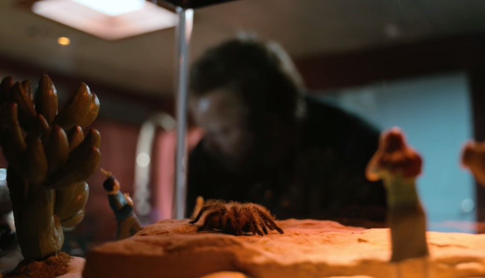 After Todd shockingly killed the young boy Drew Sharp (Samuel Webb) in Season 5 following the train heist, he kept Drew's tarantula. You can see the tarantula again in Todd's pastel apartment.