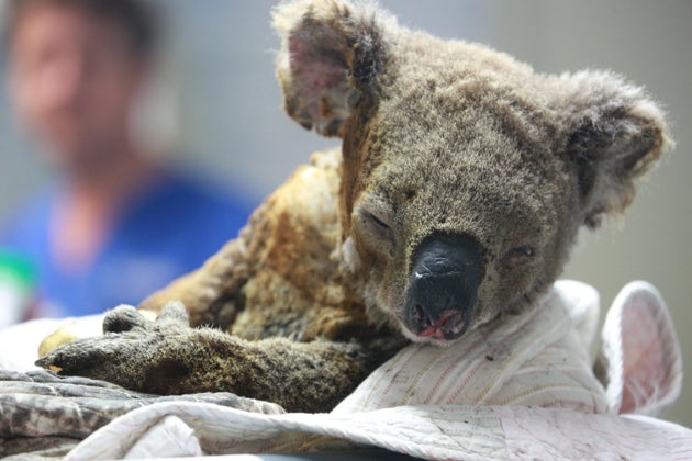 An injured koala receives treatment after its rescue from a bushfire at the Port Macquarie Koala Hospital on Nov. 19, 2019, in Port Macquarie, Australia.