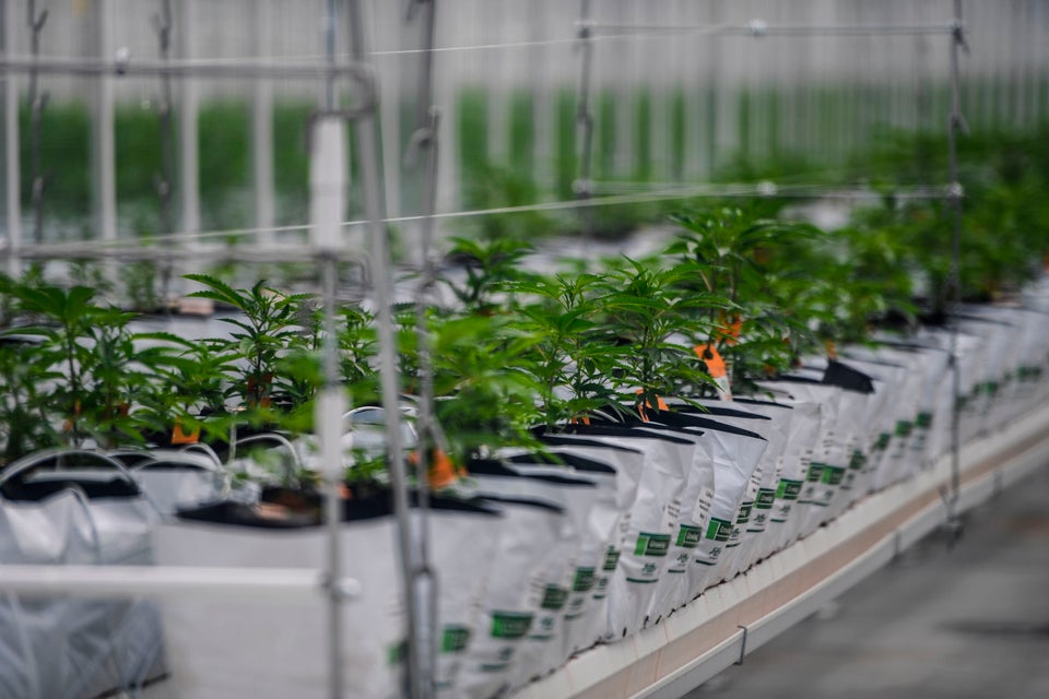 Segundo dados da Anvisa, mais de 7 mil pacientes conseguiram aval para importar maconha para uso medicinal,...