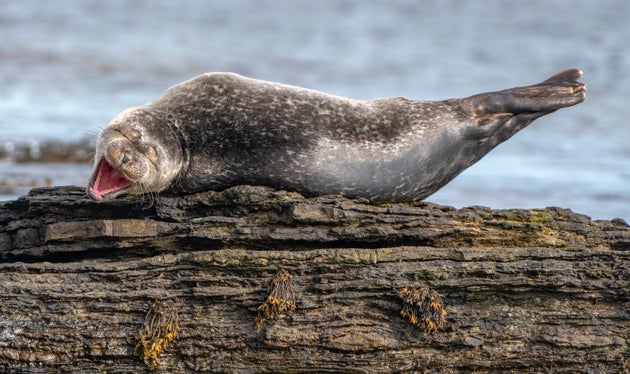 This photo, titled “Having a Laugh,” features a common seal in Caithness, Scotland.