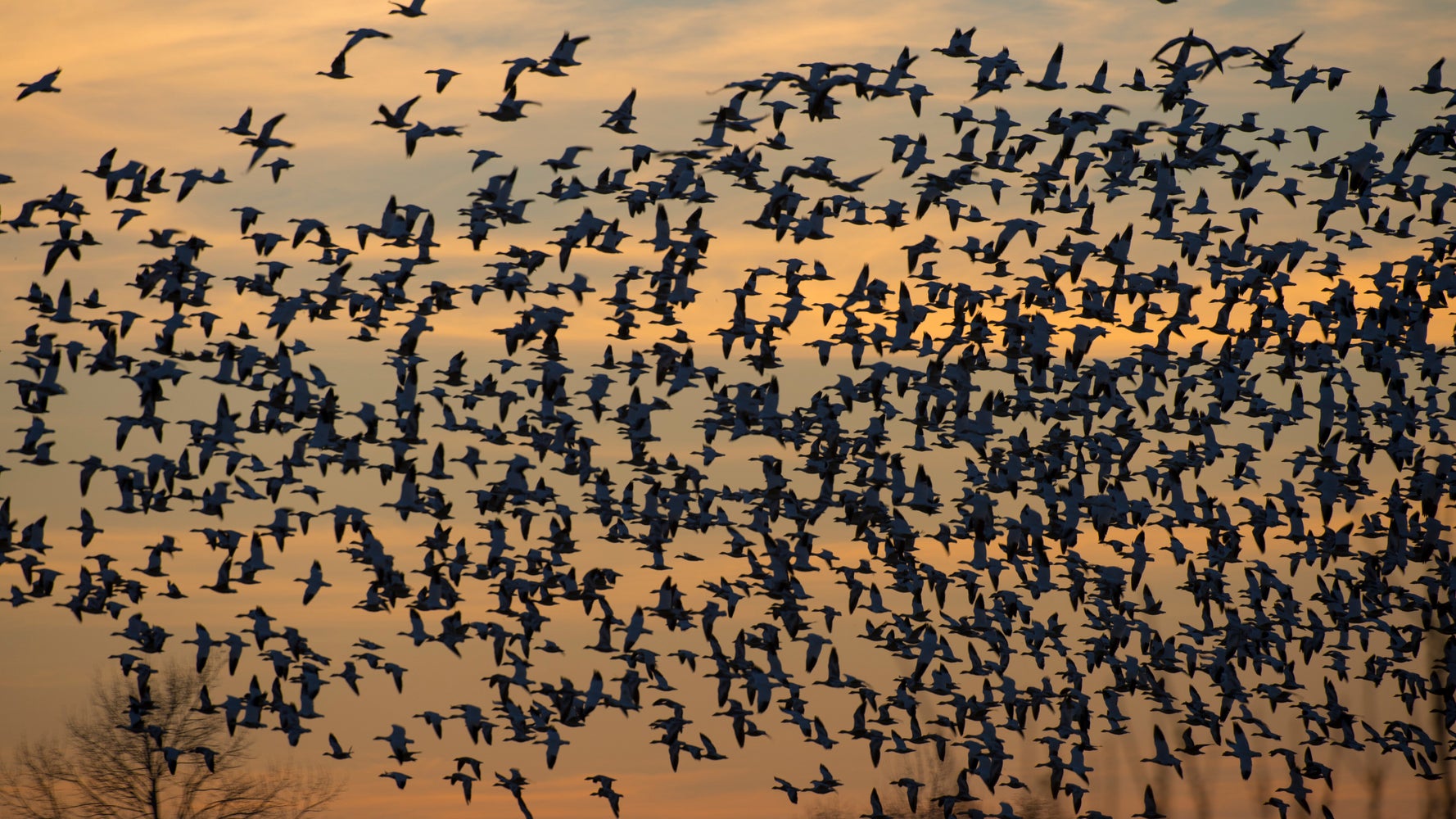 Trump Admin Ignored Internal Concerns When Clipping Bird Protections, Documents Show - Trump Admin Ignored Internal Concerns When Clipping Bird Protections, Documents Show