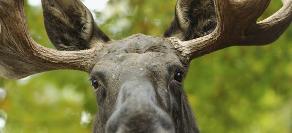 WATCH: Hungry Moose Shops For Groceries In Sarah Palin's Hometown