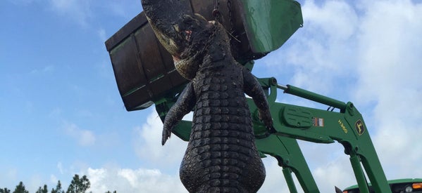 800-Pound, Cattle-Munching Gator Shot Dead