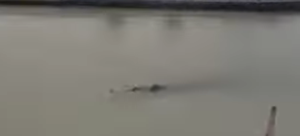 Is This Terribly Shot Video Proof Of The Loch Ness Monster In London?