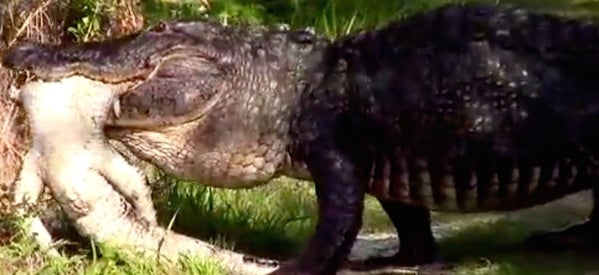 CAUGHT ON VIDEO: Monster Alligator Eats Another Alligator