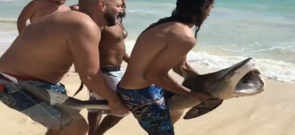 Brave Beachgoers Take Huge Chance To Rescue Tiger Shark