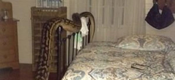 Woman Believes 'Frigging Huge' Snake Has Lived In Her House For Years