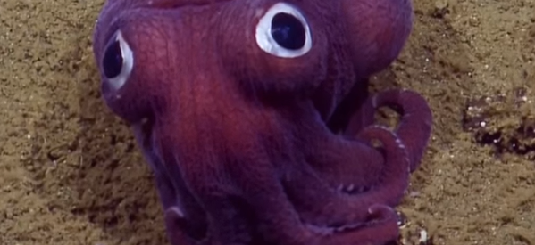 Scientists Seriously Can't Handle This Adorable Li'l Stubby Squid