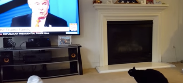 Now Donald Trump Can Blame Cats For His Problems, Too