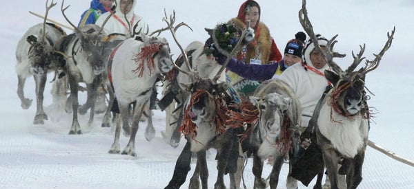More Than 60,000 Reindeer Starved To Death After Global Warming Cut Off Food Supply