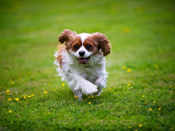 The Best Way To Train A 'Hyper' Dog, According To Science