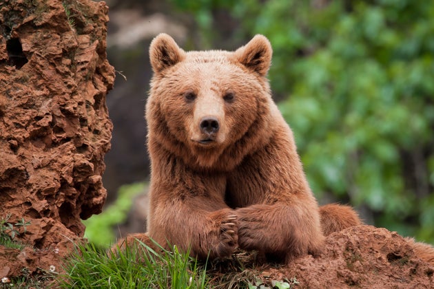 Un oso pardo en el Parque de la Naturaleza de Cabárceno.