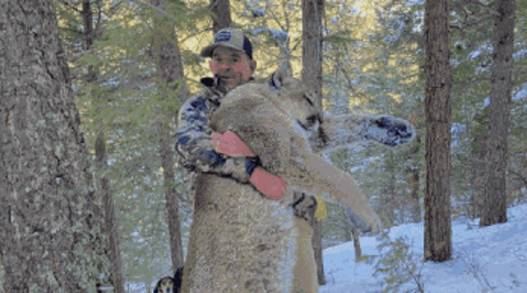 Alleged Capitol Rioter On House Arrest After Killing Mountain Lion 1 Alleged Capitol Rioter On House Arrest After Killing Mountain Lion