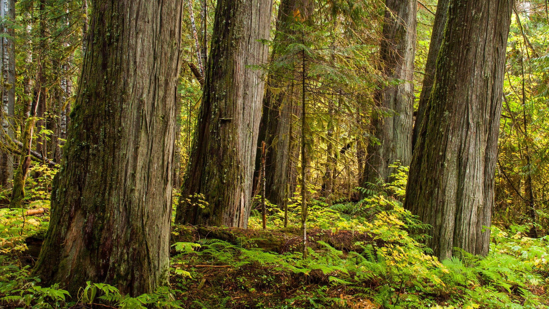 Biden's Climate Chops Face A Big Test On Old-Growth Forests 1 Biden's Climate Chops Face A Big Test On Old-Growth Forests