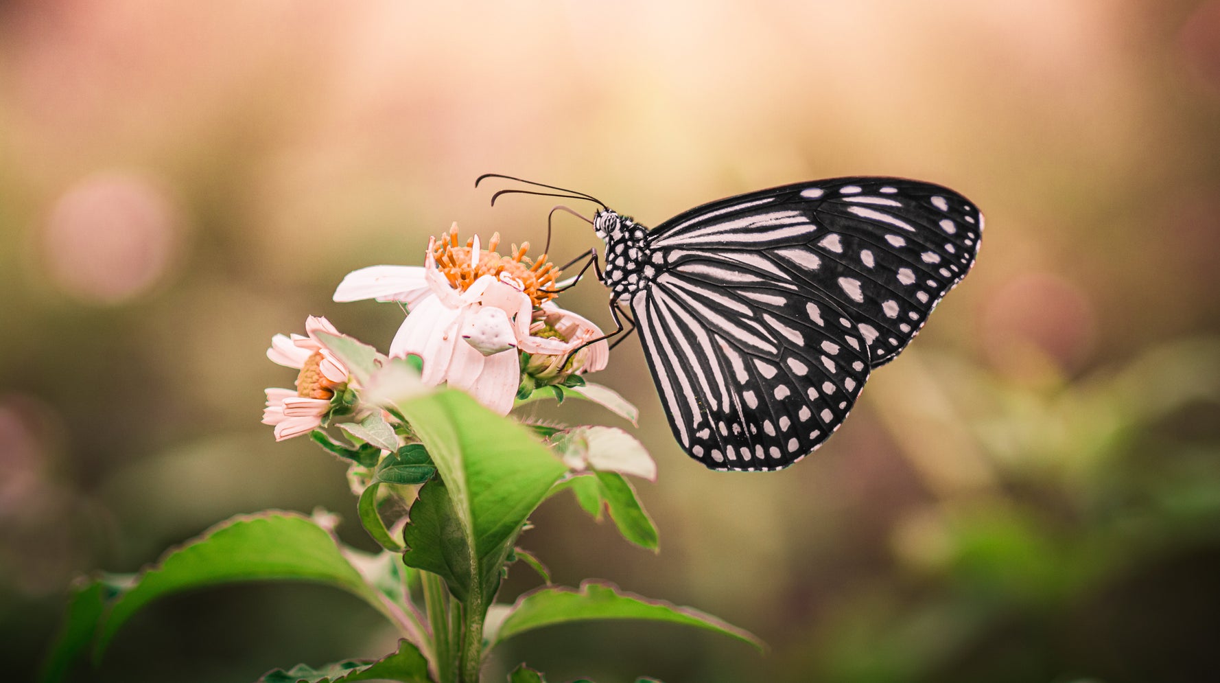 Texas Butterfly Park To Close Indefinitely As Conspiracy Theorists Intensify Attacks - breaking news headlines Texas Butterfly Park To Close Indefinitely As Conspiracy Theorists Intensify Attacks
