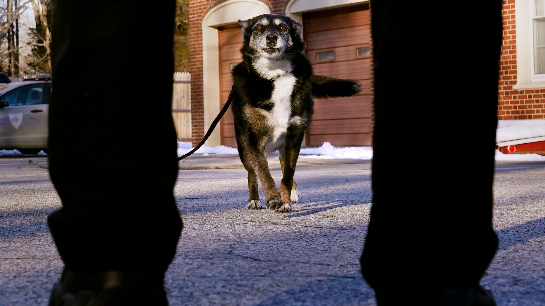 K-9 Featured In Netflix's 'Rescued By Ruby' Euthanized - breaking news headlines K-9 Featured In Netflix's 'Rescued By Ruby' Euthanized