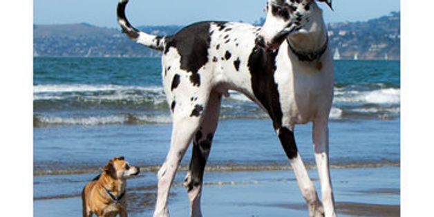 16 Dogs That Are Big Enough To Ride