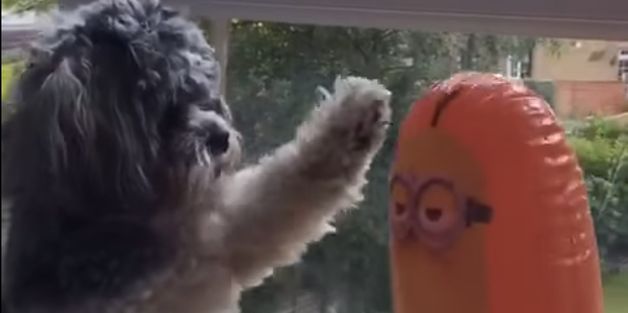 Scruffy vs. Inflatable Minion Toy