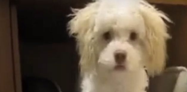 Puppy Caught In Act Pulls Cutest Move Of Desperation