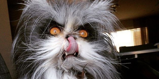 13 Cats Who Will Murder You In Your Sleep